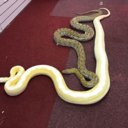Mainand Coral Motley with 75% Super Dwarf Platinum - both are gravid, note that the SD is longer than the mainland snake Mainland and super dwarf gravid female retics