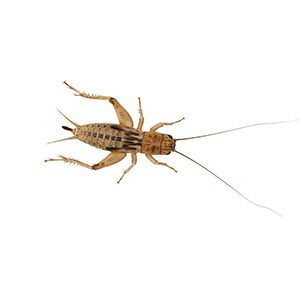 Silent Crickets, Small (Tub of 500)