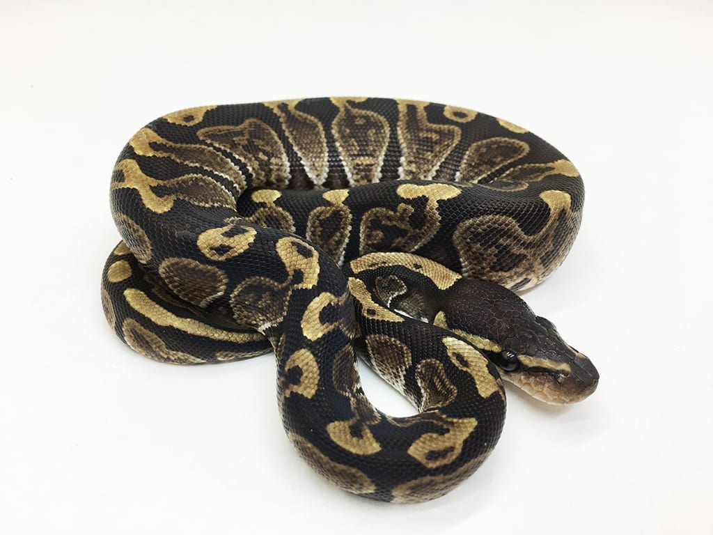 Female GHI het Albino VPI Axanthic Royal Python CB16