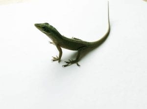Green Anole WC