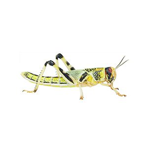Locusts, Adult (Bag of 50)