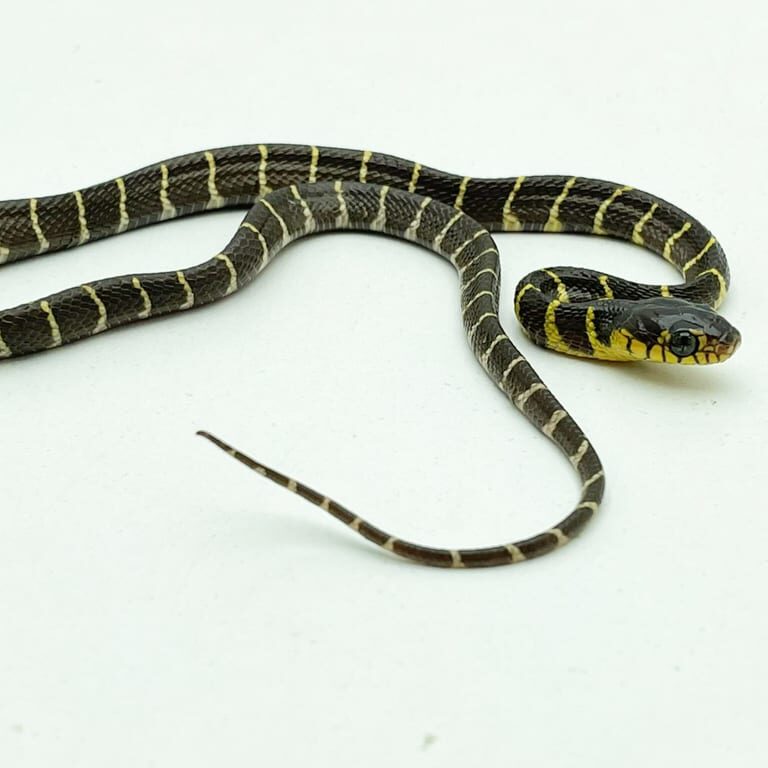 Mangrove Snake CB21