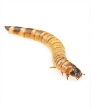 Mealworm, pre-pack