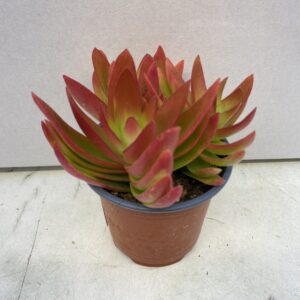 ProRep Live Plant. Jade Plant ‘Fire’ (Medium)