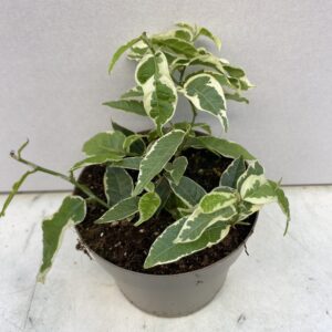 ProRep plant Large Leaf Creeping Fig ‘Variegated’ (L)