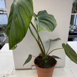ProRep Live Live plant. Philodendron pastazanum (Large)
