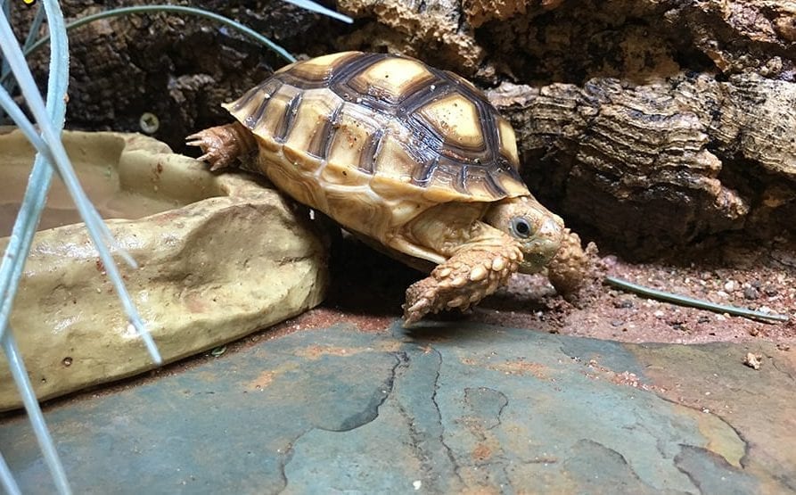 African Spurred Tortoise CB21