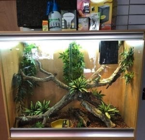 OUR Arboreal Lizard Set Up Kit